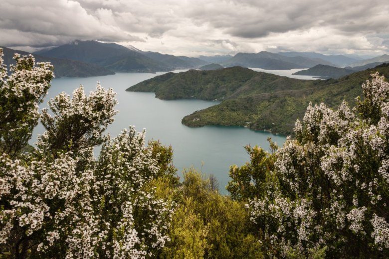 Manuka je jedinstveno zimzeleno drvo koje raste nekultivirano na širim područjima Novog Zelanda