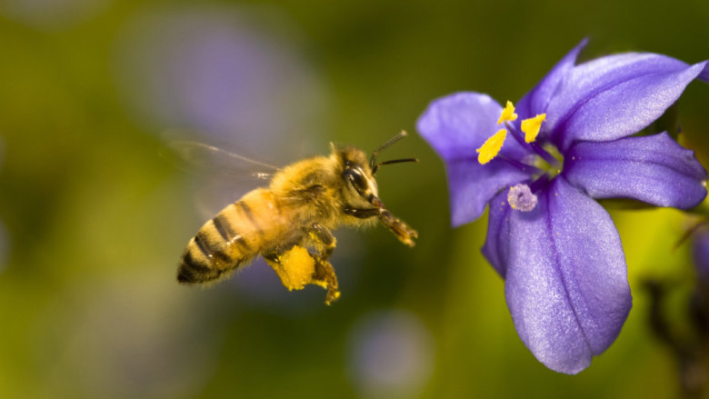 Tajnu proizvodnje pravog prirodnog meda pčele nose u svom tijelu