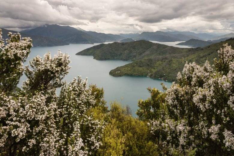 Manuka je jedinstveno zimzeleno drvo koje raste nekultivirano na širim područjima Novog Zelanda
